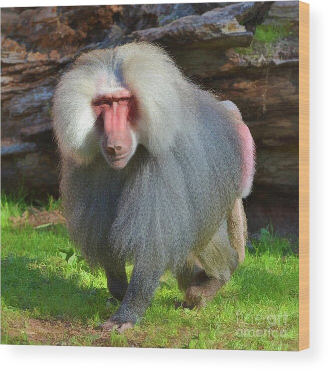 Baboon Wood Print featuring the photograph Baboon Stalking by Kathy Baccari