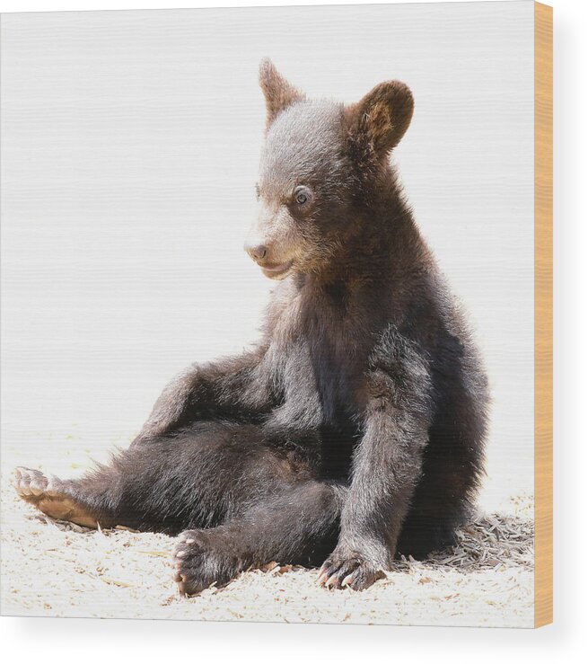 Baby Bear Cub Sitting Wood Mckinzie by Pixels - Print Athena