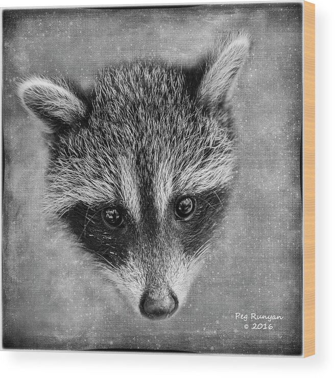 Raccoon Wood Print featuring the photograph Baby Face by Peg Runyan