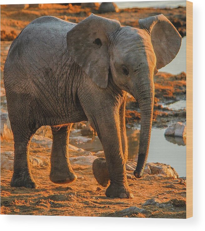 Elephant Wood Print featuring the photograph Baby steps by Alistair Lyne