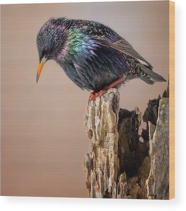 Square Wood Print featuring the photograph Backyard Birds European Starling square by Bill Wakeley