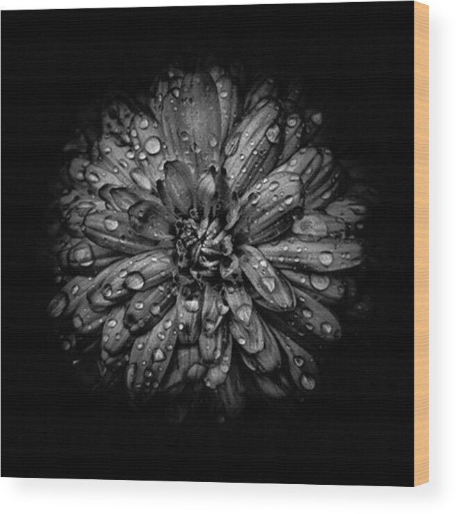 Awesomebnw Wood Print featuring the photograph Backyard Flowers. Black And White by Brian Carson