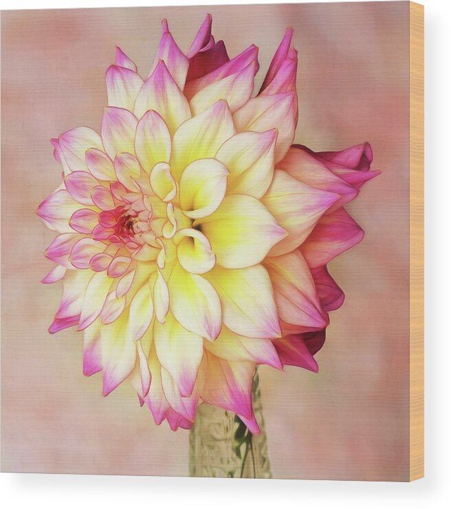 Dahlia Wood Print featuring the photograph Bahama Mama Dahlia Square by Mary Jo Allen