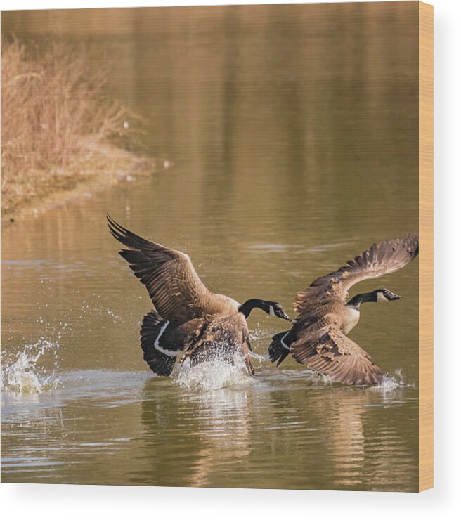 Geese Wood Print featuring the photograph Balance in Motion by Bruce Pritchett