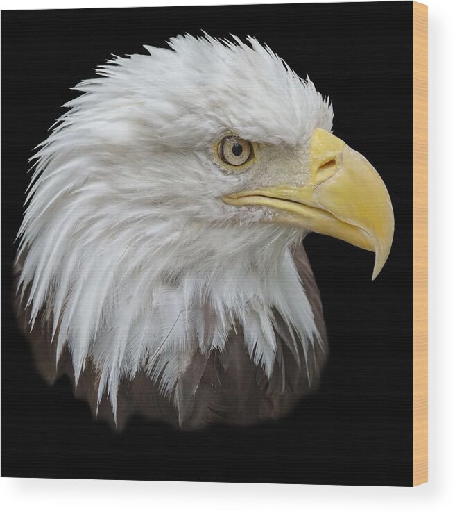Animal Wood Print featuring the photograph Bald Eagle Profile by Ernest Echols