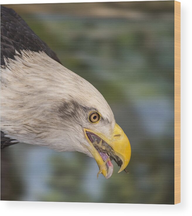 Bald Eagle Wood Print featuring the photograph Baldy Eating Lunch by Bill and Linda Tiepelman