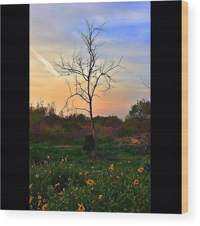 Playadelrey Wood Print featuring the photograph #ballonacreek #trees #silhouette #park by Timothy Guest