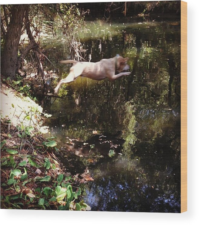  Wood Print featuring the photograph Bandit Jumping Into The Creek by Deanna Marquez 