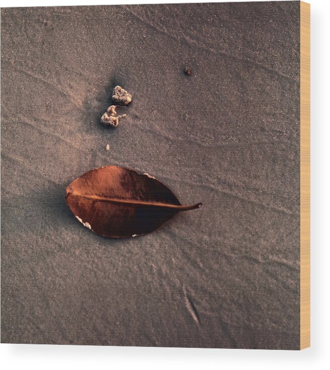 Leaf Wood Print featuring the photograph Beached Leaf by Brent L Ander