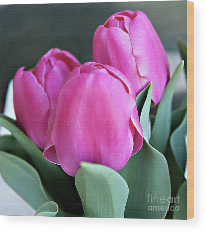 Tulips Wood Print featuring the photograph Beautiful Pink Lipstick by Sherry Hallemeier