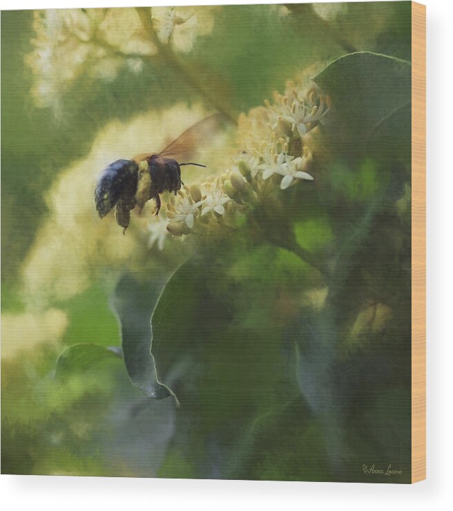 Bee And Elderberry Wood Print featuring the photograph Bee and Elderberry by Anna Louise