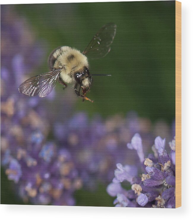 Bumblebee Wood Print featuring the photograph Bee approaches lavender by Len Romanick