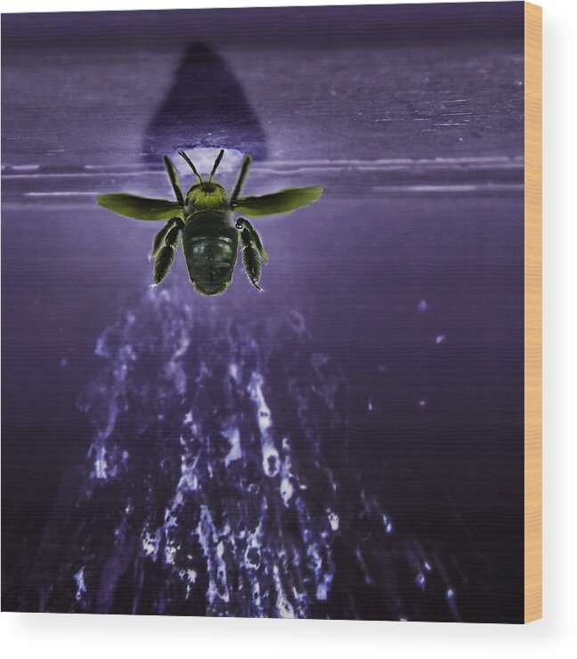 Bee Wood Print featuring the photograph Bee Drilling Wood by Metaphor Photo