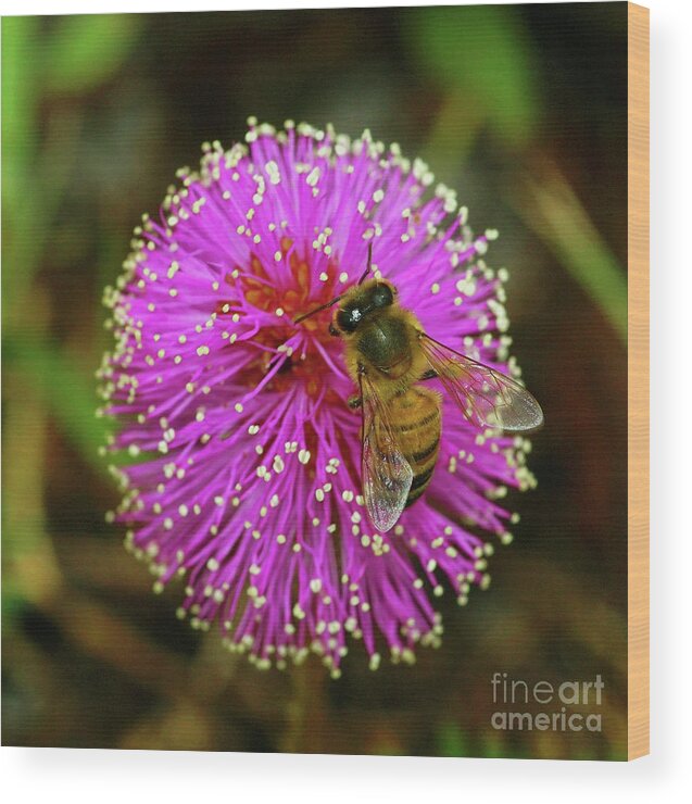Honey Bee Wood Print featuring the photograph Bee on Puff Ball by Larry Nieland