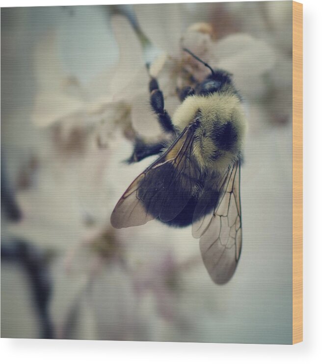 Bee Wood Print featuring the photograph Bee by Sarah Coppola