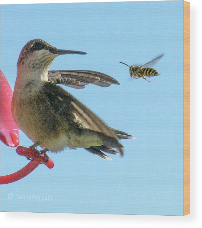 Hummingbird Wood Print featuring the photograph Bee_bird by Paul Vitko