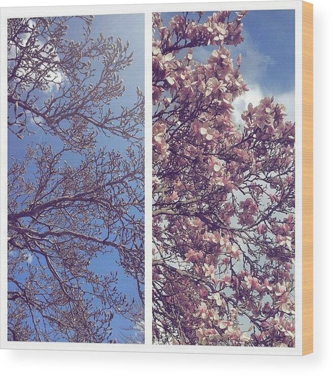 Beforeandafter Wood Print featuring the photograph #beforeandafter #springblossom #flowers by Danielle Black