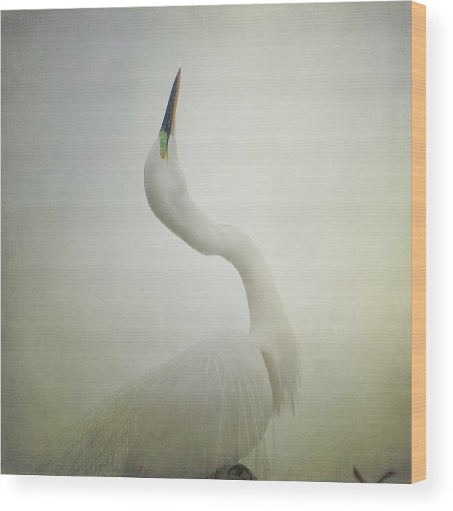 Great White Egret Wood Print featuring the photograph Bewitched by Fraida Gutovich