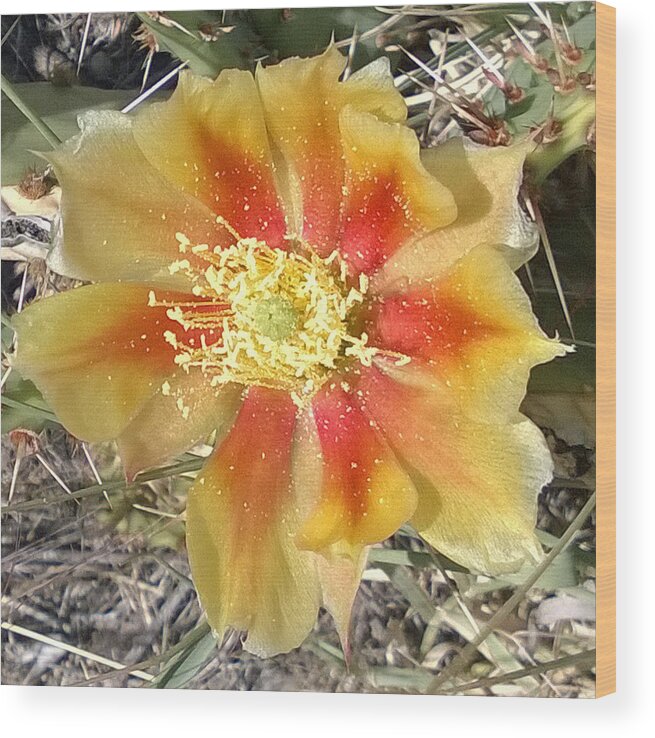 Cactus Wood Print featuring the photograph Bicolored Prickly Pear Bloom by Claudia Goodell