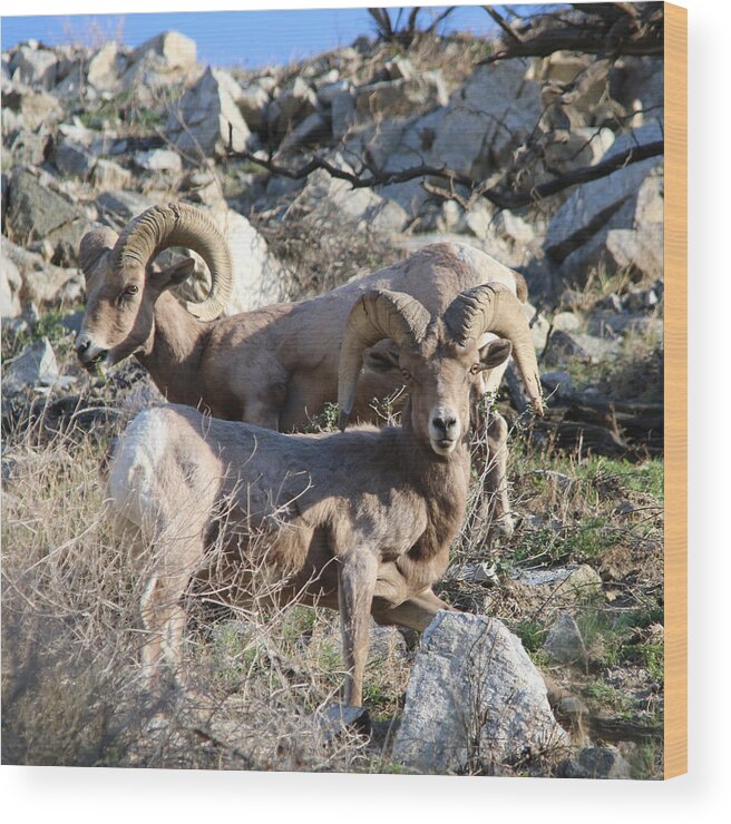 Big Horn Sheep Wood Print featuring the photograph Big Horn Sheep by Perry Hoffman copyright twentytwenty