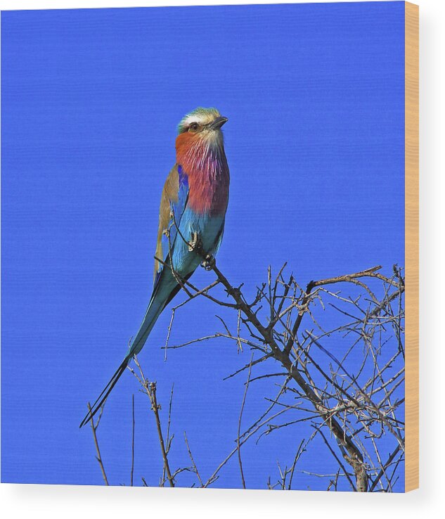 Bird Wood Print featuring the photograph Bird - Lilac-breasted Roller by Richard Krebs