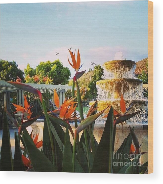 Nature Wood Print featuring the photograph Bird of Paradise by Bridgette Gomes