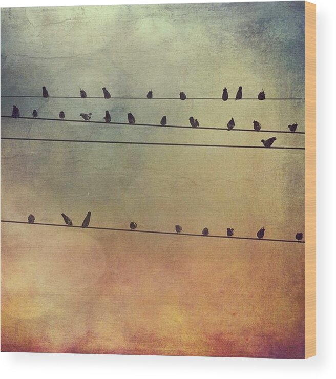 Iphone6 Wood Print featuring the photograph Birds On The Lines #stackablesapp by Joan McCool