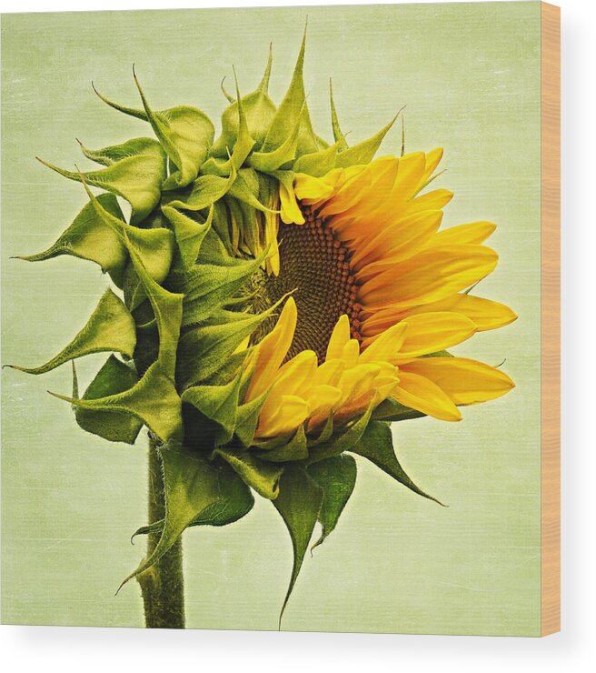 Sunflowers Wood Print featuring the photograph Birth by Philippe Sainte-Laudy