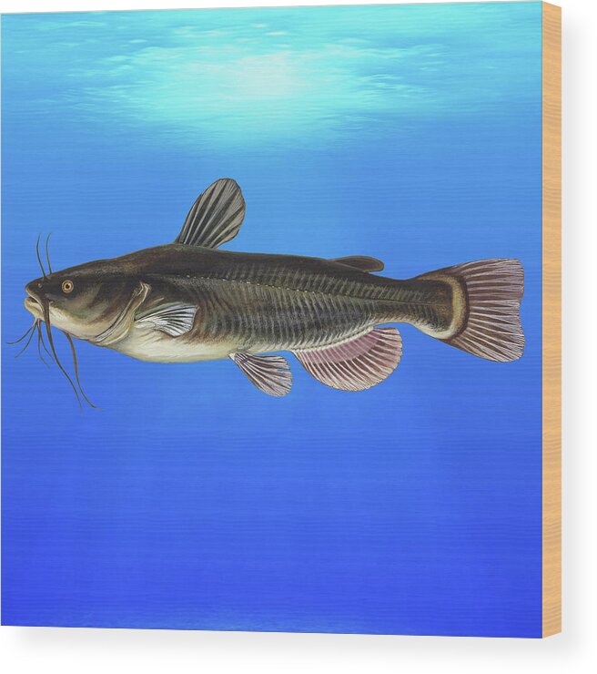 Black Bullhead Wood Print featuring the mixed media Black Bullhead Blue Lagoon by Movie Poster Prints