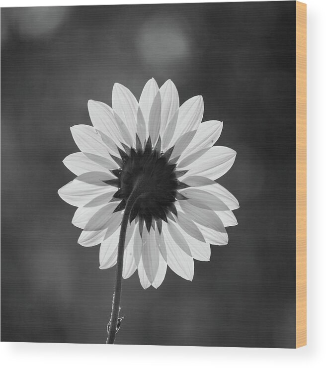 Flower Wood Print featuring the photograph Black-eyed Susan - Black And White by Stephen Holst