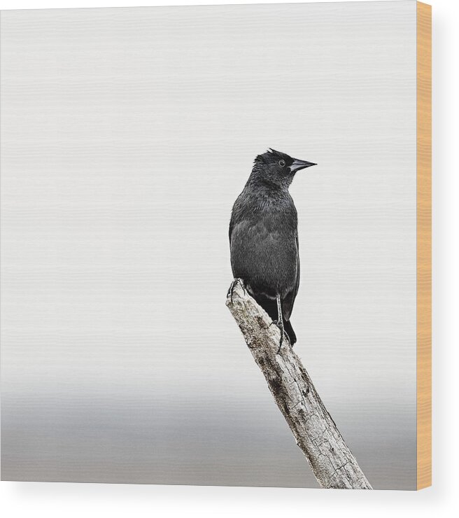 Blackbird Wood Print featuring the photograph Blackbird by Humboldt Street
