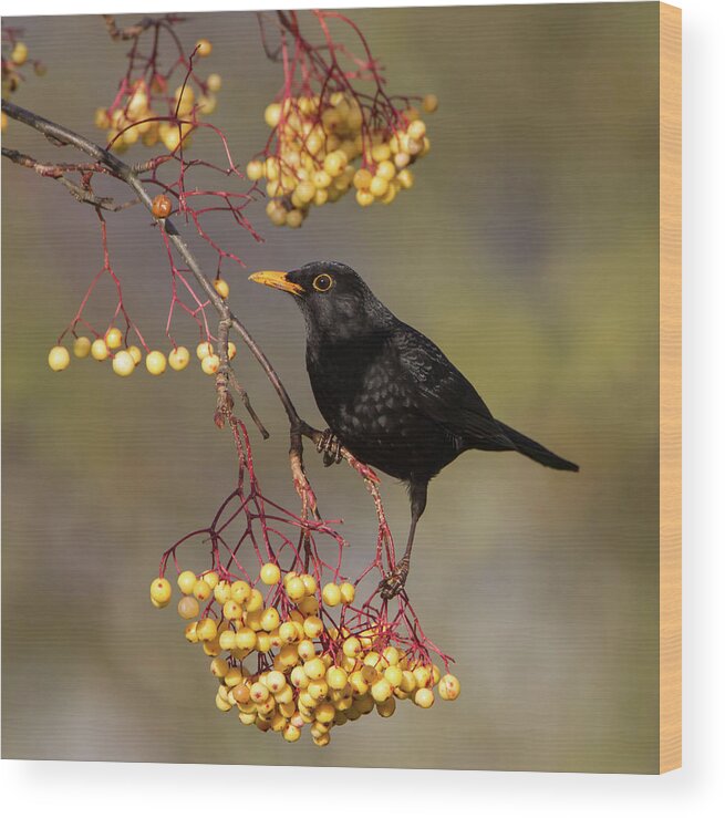 Blackbird Wood Print featuring the photograph Blackbird Yellow Berries by Pete Walkden