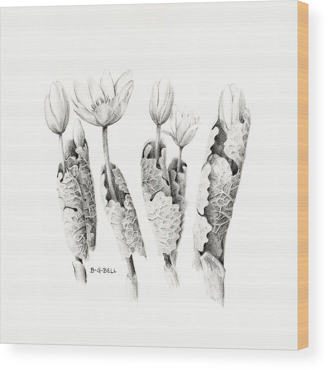 Bloodroot Wood Print featuring the drawing Bloodroot Group by Betsy Gray