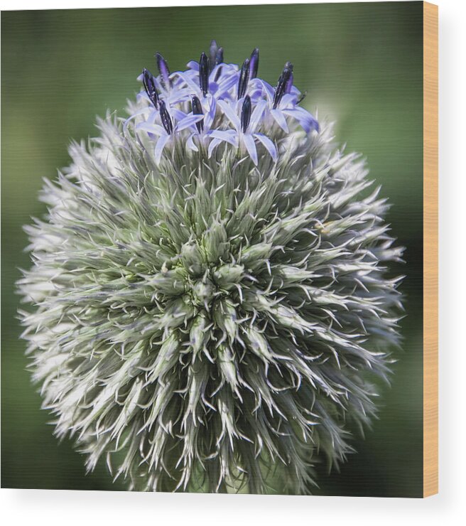 Blue Globe Thistle Wood Print featuring the photograph Blue Globe Thistle 3 - by Julie Weber