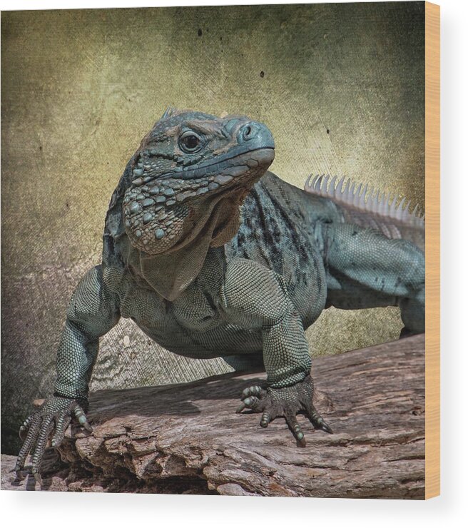 Animal Wood Print featuring the photograph Blue Iguana by Teresa Wilson