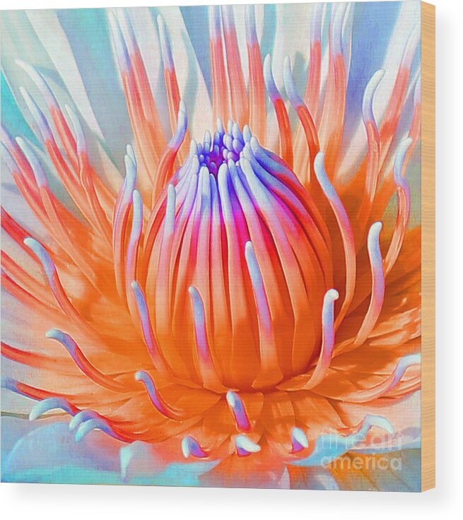 Blue Orange Lily Wood Print featuring the photograph Blue Orange Lily by Jennifer Robin