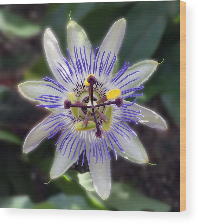 Flower Wood Print featuring the photograph Blue Passion Flower by Mafalda Cento