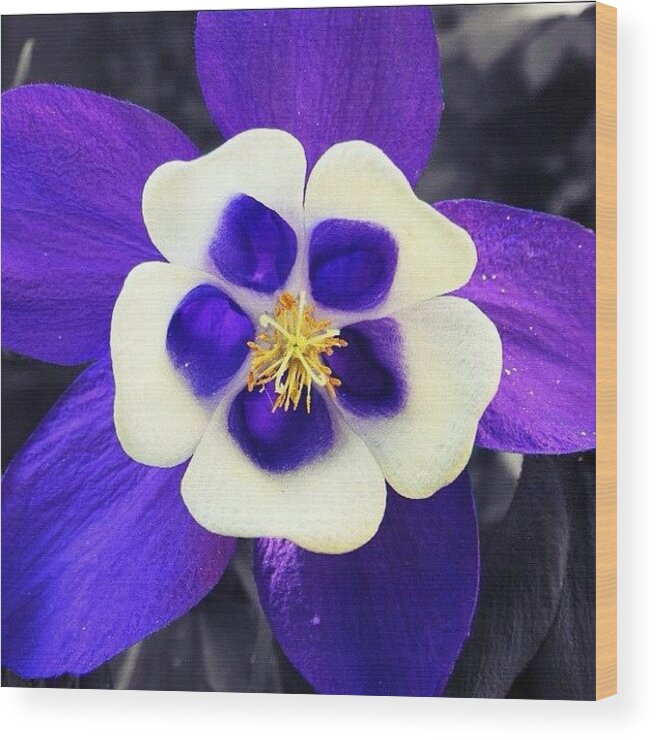 Beautiful Wood Print featuring the photograph Blue Symmetry by Christine Cherry