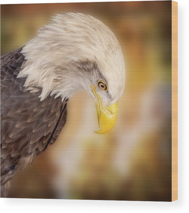 Bald Eagle Wood Print featuring the photograph Bow Your Head and Prey by Bill and Linda Tiepelman