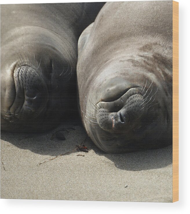 Elephant Seals Wood Print featuring the photograph Break Time by Ernest Echols