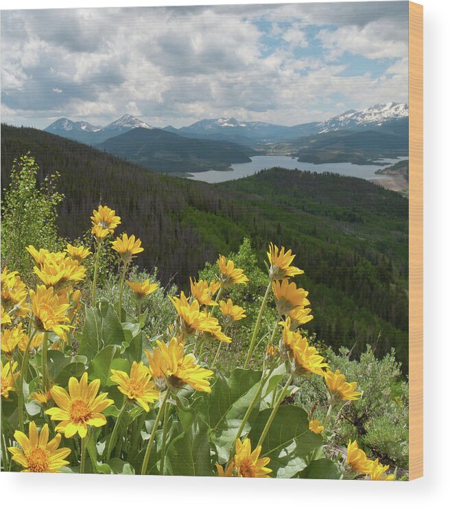 Silverthorne Wood Print featuring the photograph Brilliant Balsamroot and Silverthorne by Cascade Colors