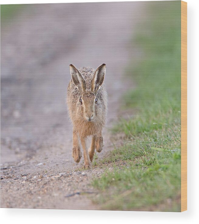Brown Wood Print featuring the photograph Brown Hare Approaching Down Track by Pete Walkden