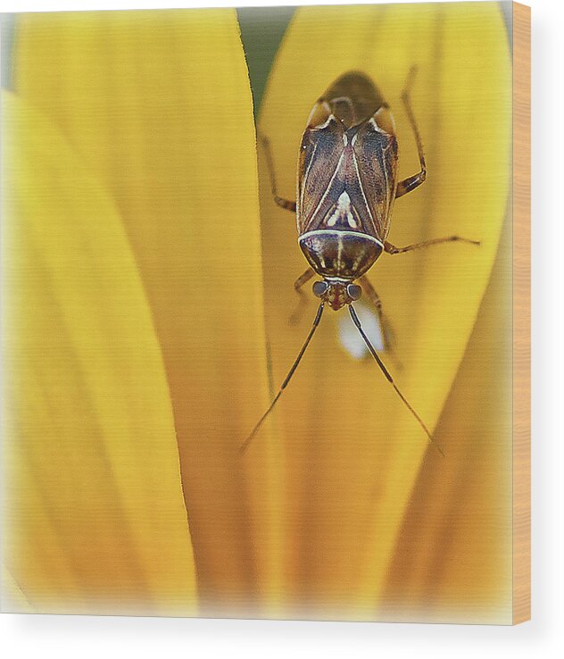 Bug Wood Print featuring the photograph Bug on Flower by Rick Hartigan