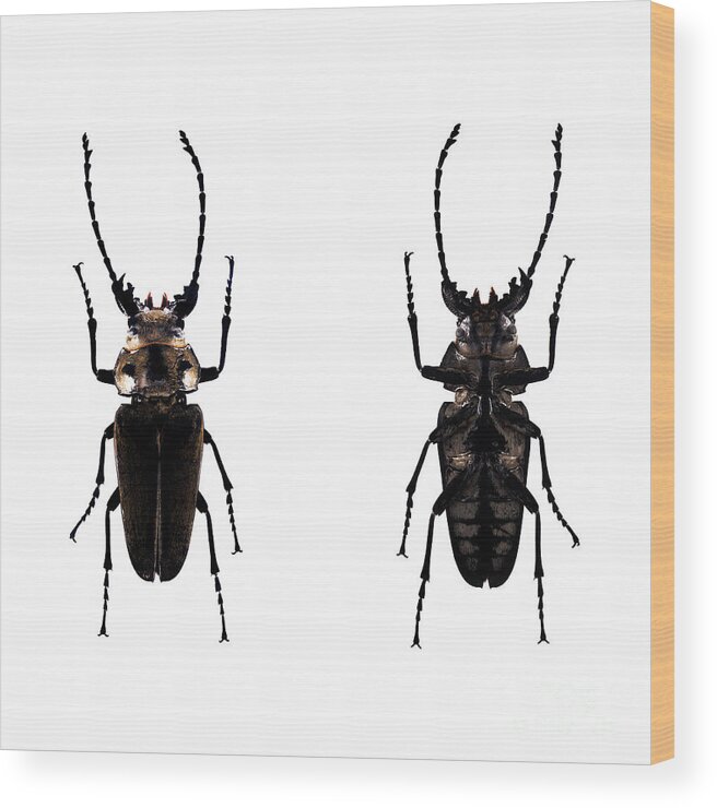 Bug Wood Print featuring the photograph Bug Series 030 by Clayton Bastiani