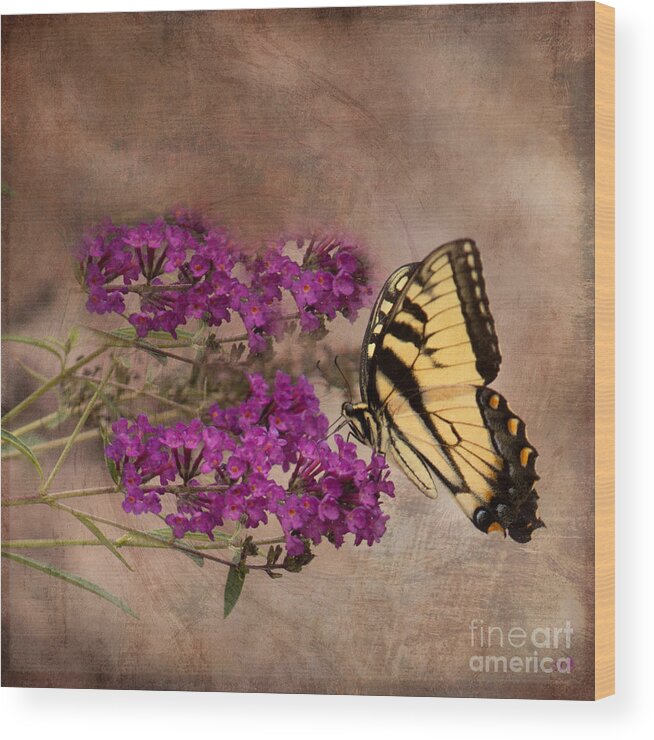 Eastern Tiger Swallowtail Wood Print featuring the photograph Butterfly , Eastern Tiger Swallowtail by Sandra Clark