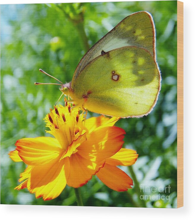 Butterfly And Flower Wood Print featuring the photograph Butterfly and Yellow Cosmo Flower by Judy Via-Wolff