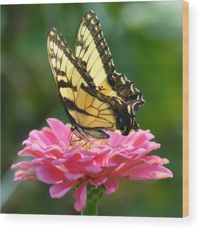 Butterfly Wood Print featuring the photograph Butterfly by Bill Cannon