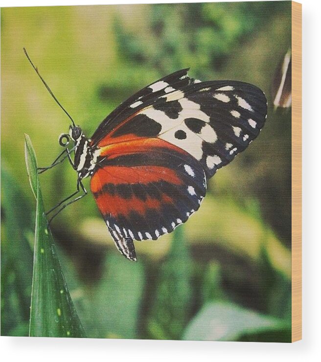Butterfly Wood Print featuring the photograph #butterfly #insect #bug #outdoors by Clarese Greig