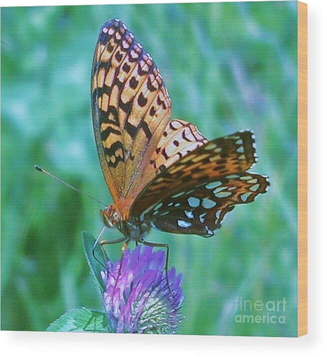 Butterfly Wood Print featuring the photograph Butterfly Stare by Emily Michaud