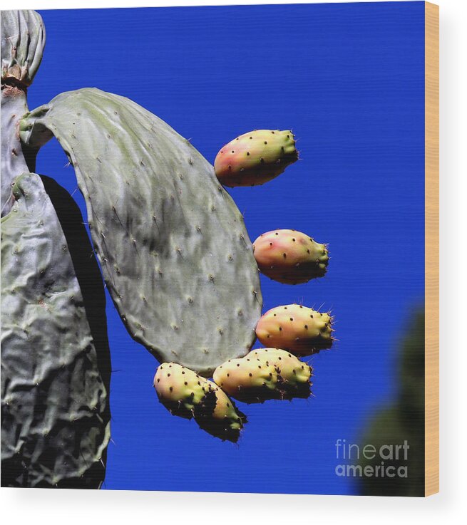 Cactus Wood Print featuring the photograph Cactus by Mafalda Cento